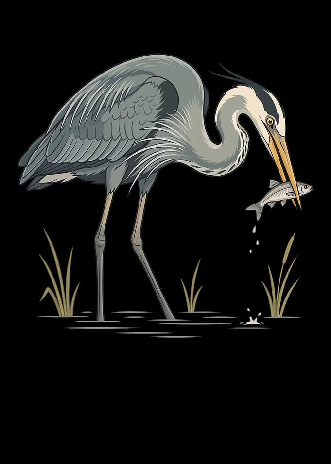 Great Blue Heron Catching Fish