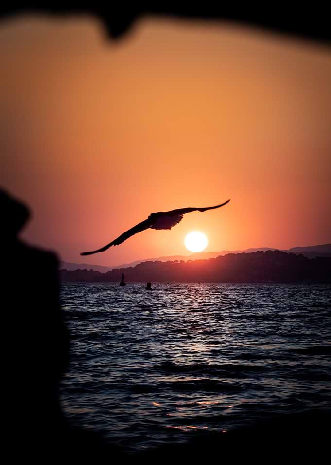 Seagull Flying Over Sunset Ocean