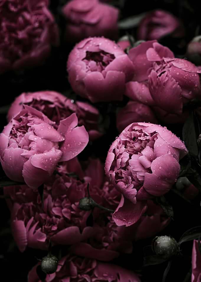Dark Moody Pink Peony Flowers