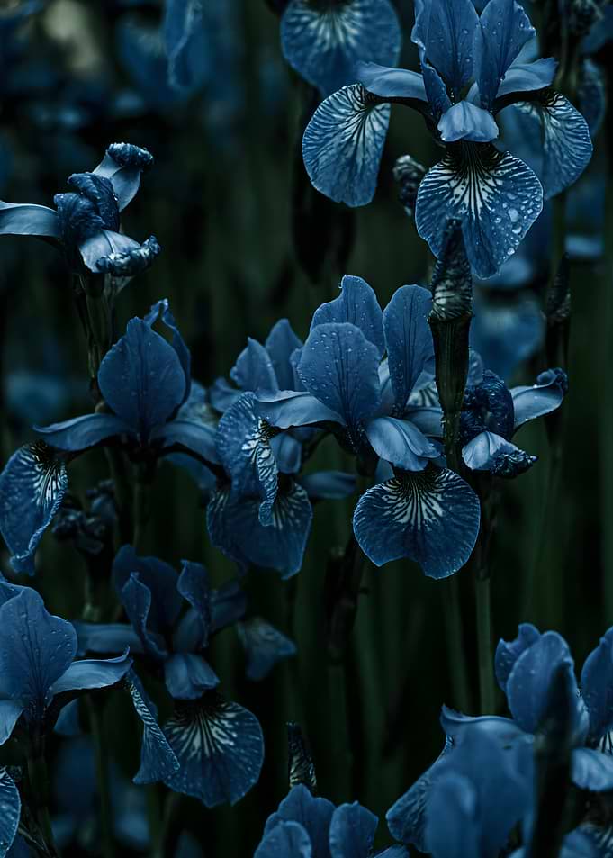 Deep Blue Iris Flowers
