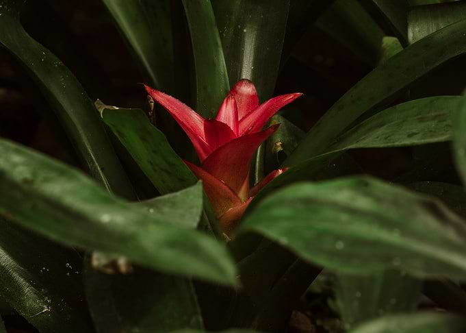 Vibrant Red Bromeliad Flower