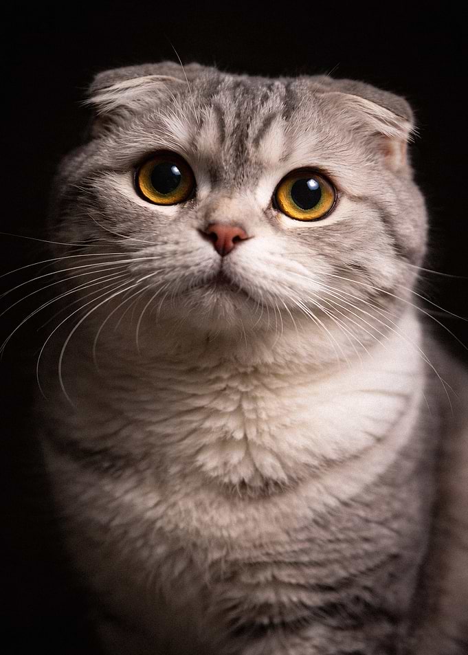 Portrait of a Scottish Fold Cat