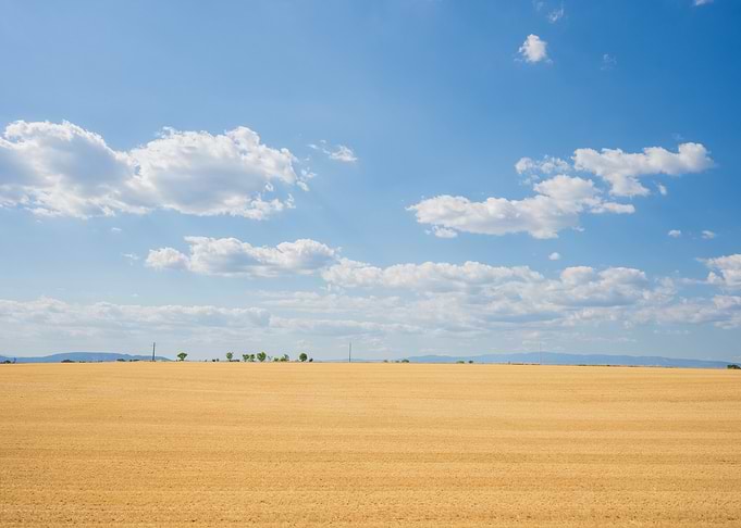 Golden Wheat Field Under Blue Sky