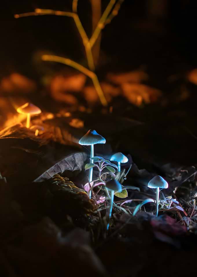 Bioluminescent Mushrooms in Dark Forest