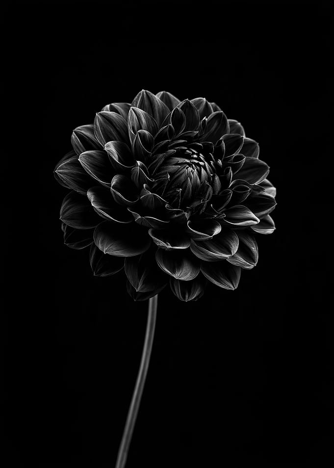 Black and White Dahlia Flower