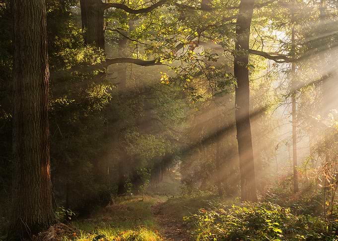 Sunbeams Piercing Through Misty Forest