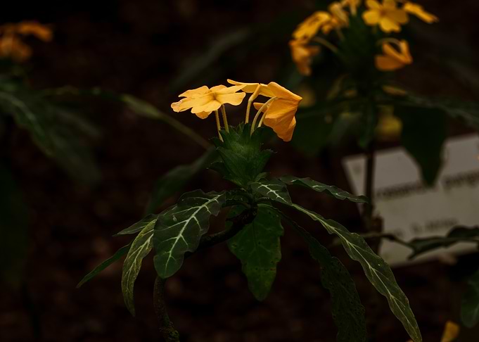 Vibrant Yellow Crossandra Flowers