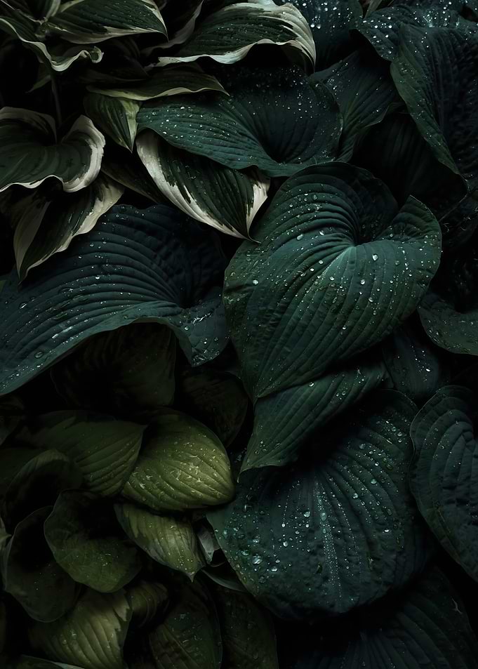 Dew-Covered Dark Green Hosta Leaves