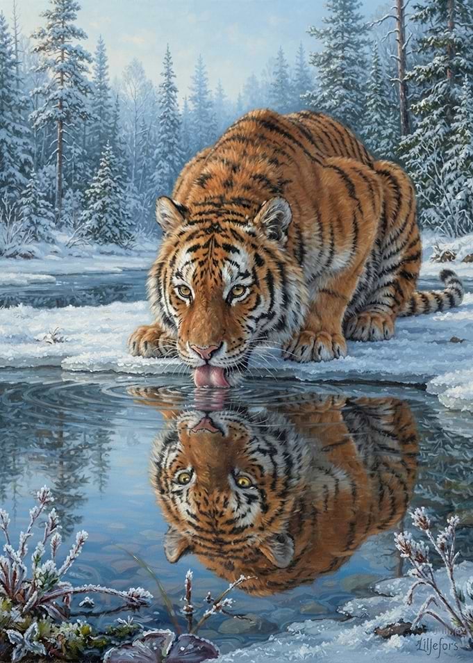 Tiger Drinking from Frozen Stream