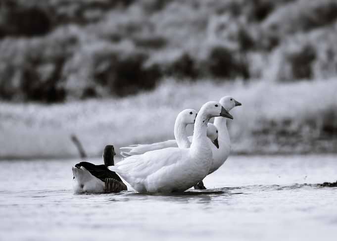 Group of Geese in Water