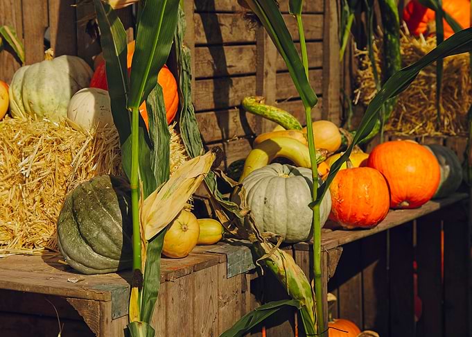 Autumn Harvest Pumpkin Display on a Rack