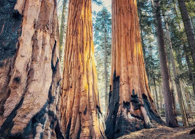 Giant Sequoia Trees in Forest