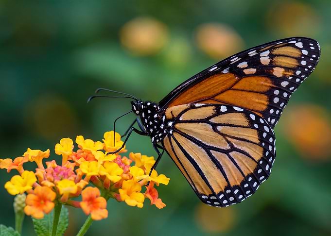 Monarch Butterfly on Lantana Flower