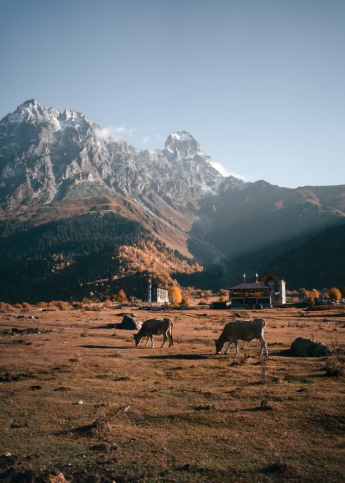 Cows Grazing in Mountain Valley