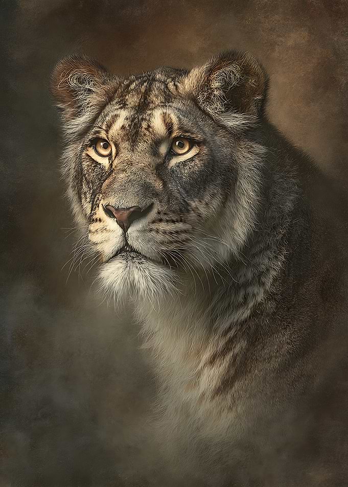 Majestic Portrait of a Hybrid Big Cat