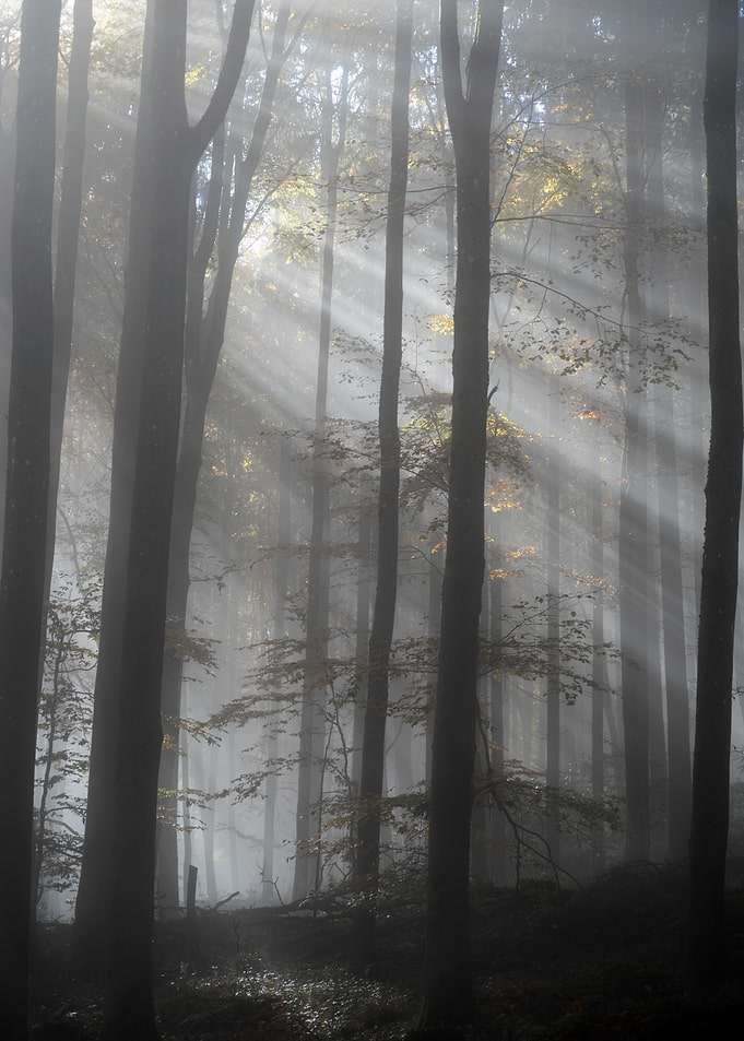 Sunlight Streaming Through Misty Forest