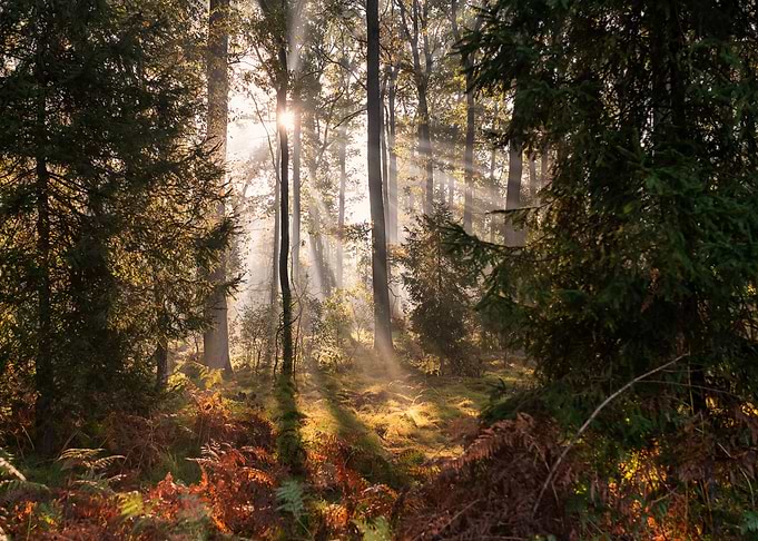Sunlight Streaming Through Autumn Forest