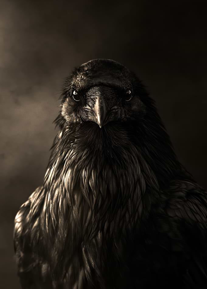 Portrait of a Majestic Raven