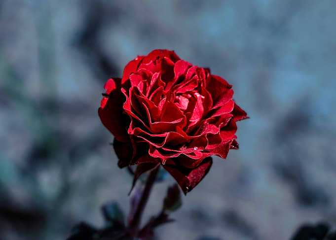 Red Rose in Bloom
