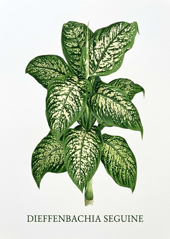 Botanical Illustration of Dieffenbachia Seguine