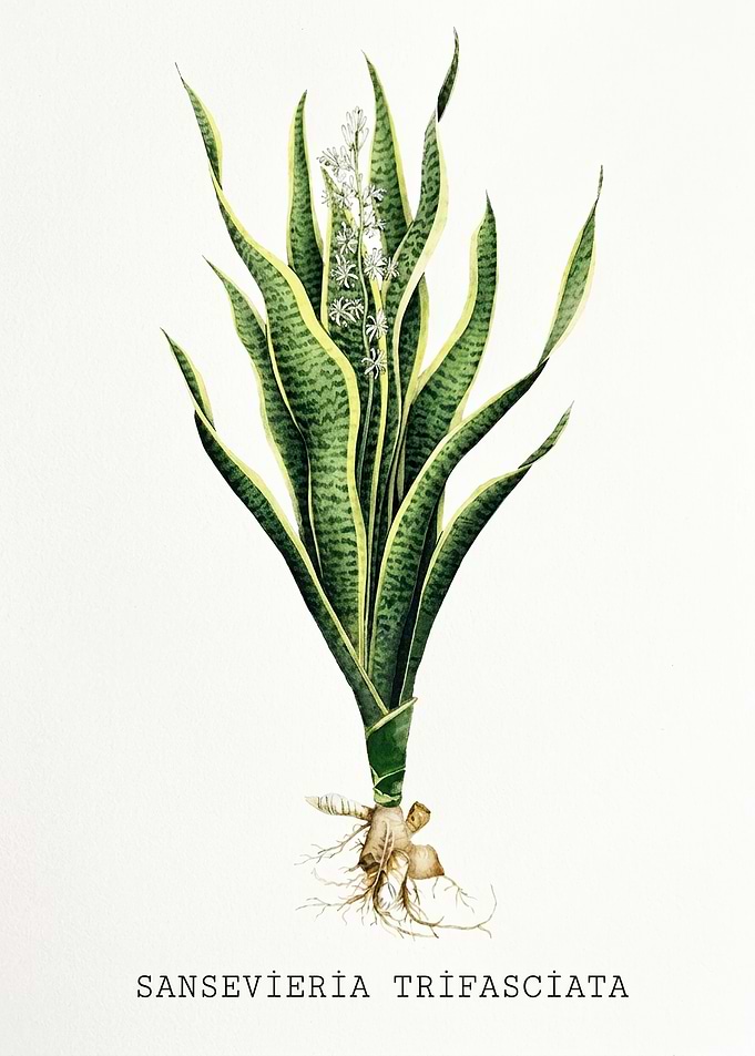 Botanical Illustration of Sansevieria Trifasciata