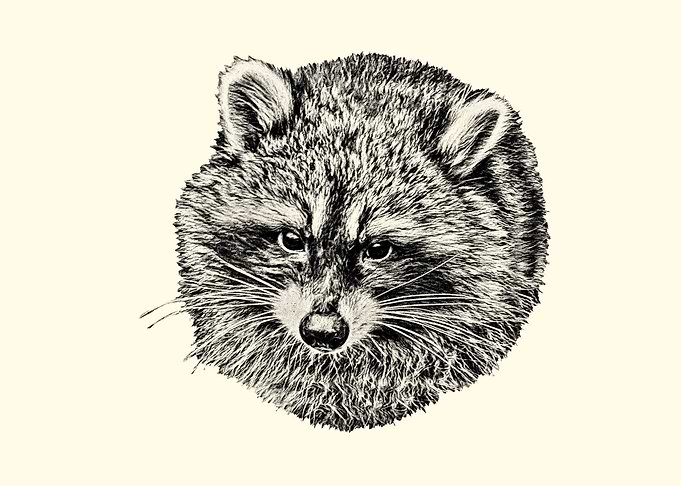 Detailed Raccoon Portrait Sketch
