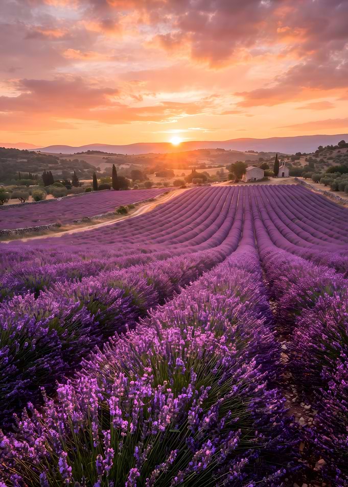 Lavender Fields at Sunset in Provence