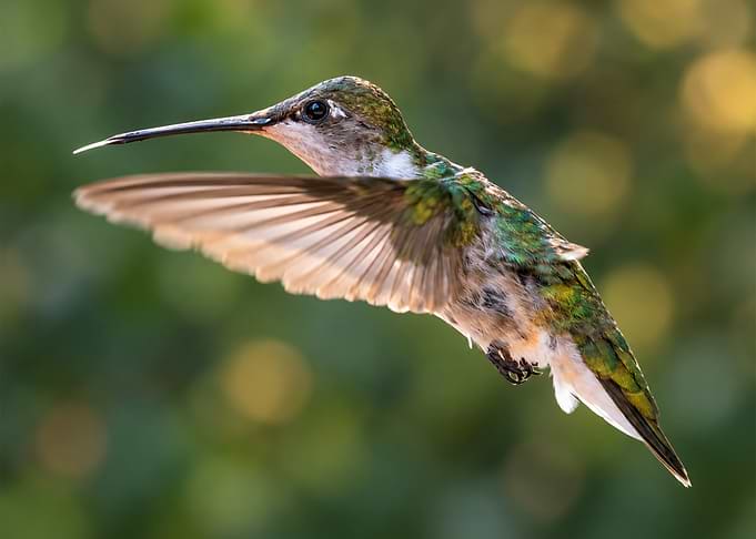 Hummingbird in Mid-Flight