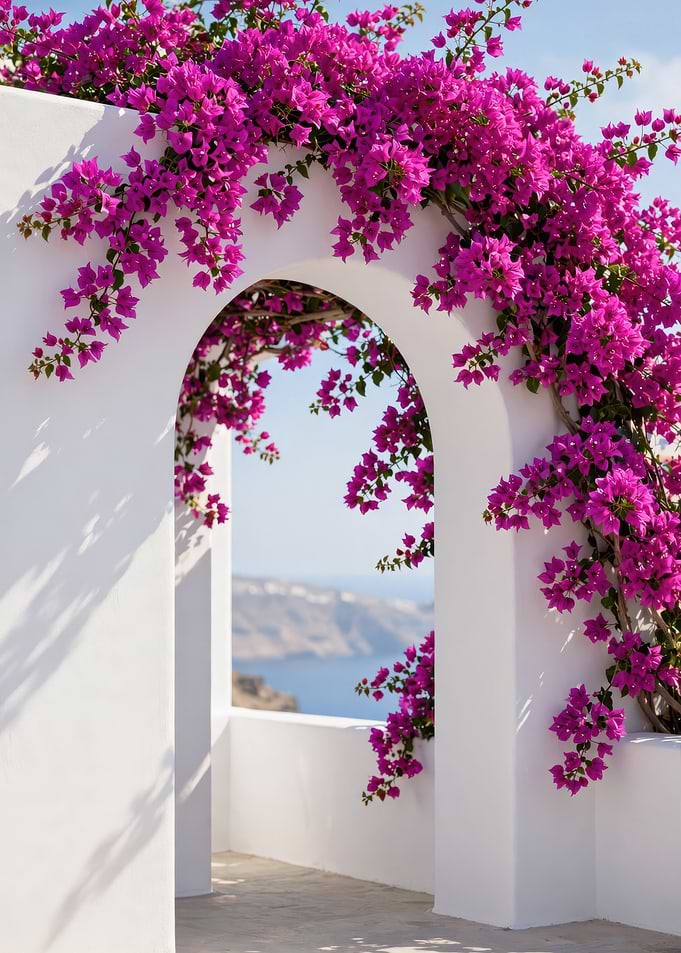 Bougainvillea Archway Overlooking the Sea