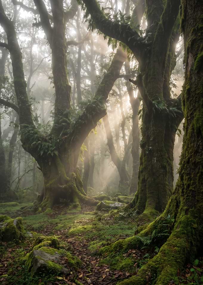 Misty Ancient Mossy Forest