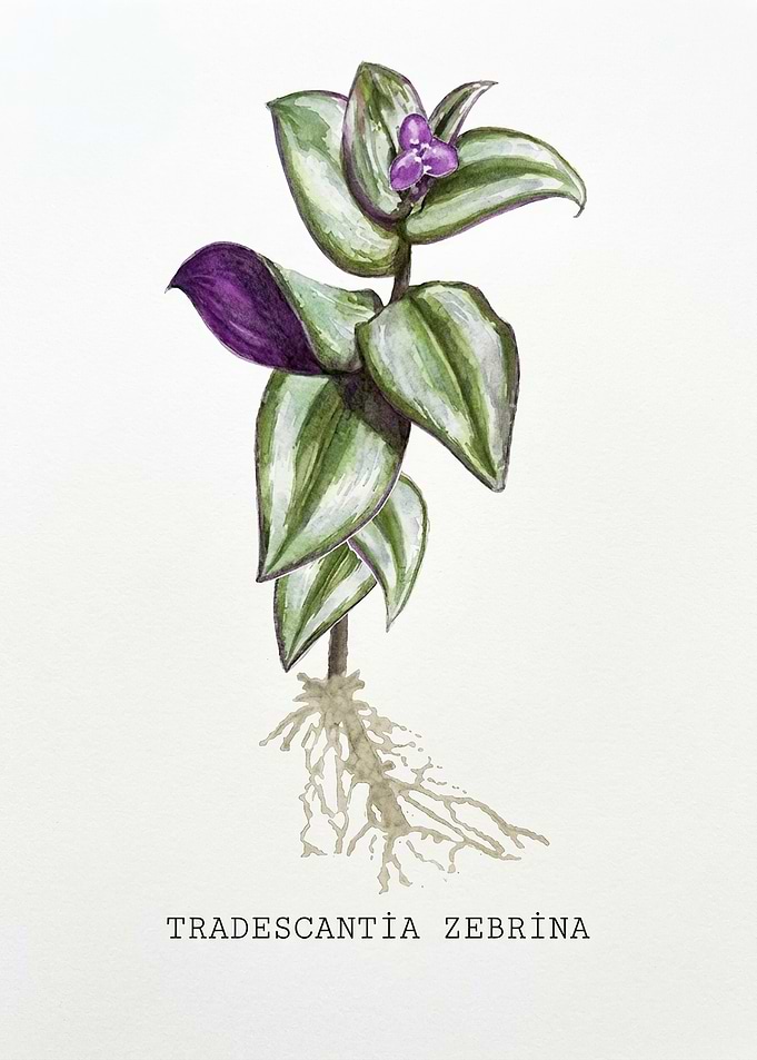 Botanical Illustration of Tradescantia Zebrina