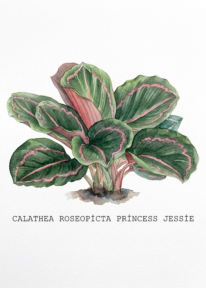 Watercolor Calathea Roseopicta Princess Jessie Illustration