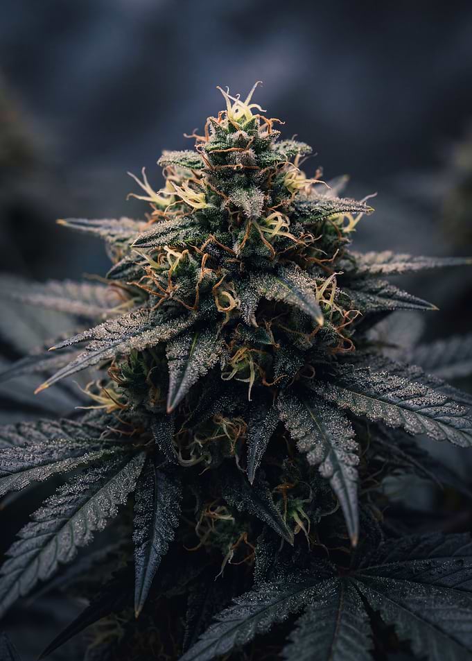 Close-up of a cannabis flower bud