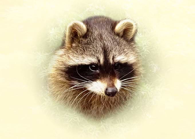 Portrait of a Cute Raccoon