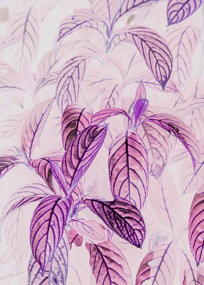 Inverted Purple Leaf Pattern