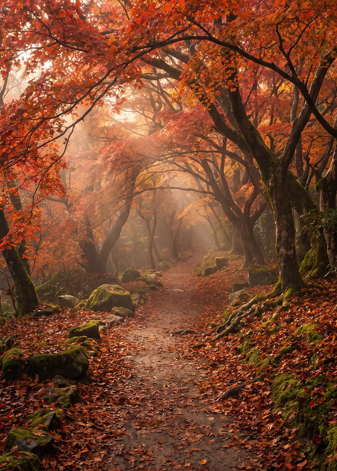 Misty Autumn Forest Path
