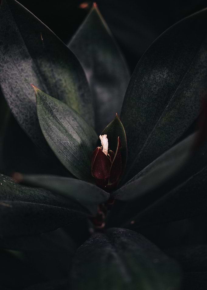 Dark Moody Tropical Plant Leaf