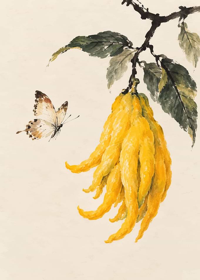 Buddha's Hand Fruit and Butterfly