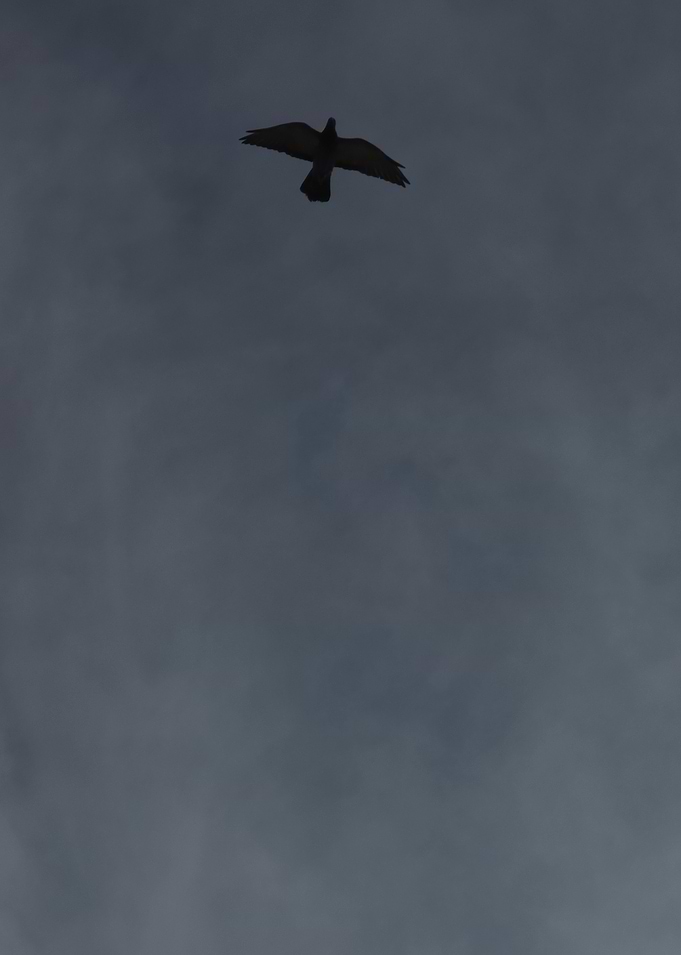 Bird flying in cloudy sky