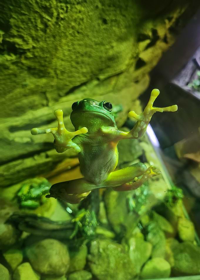 Green Tree Frog on Glass