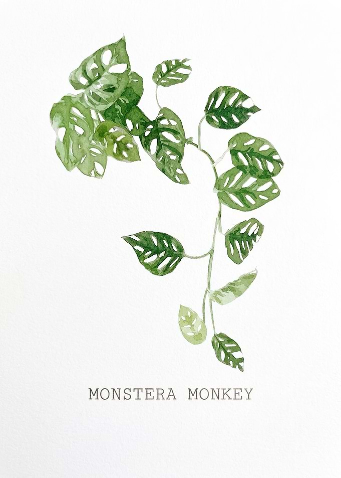 Watercolor Monstera Monkey Leaf Illustration
