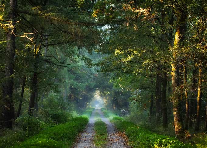 Sunlit Path Through Dense Forest