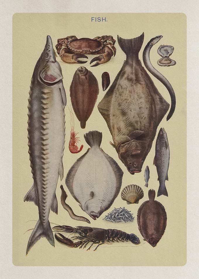 Vintage kitchen Illustration of Fish