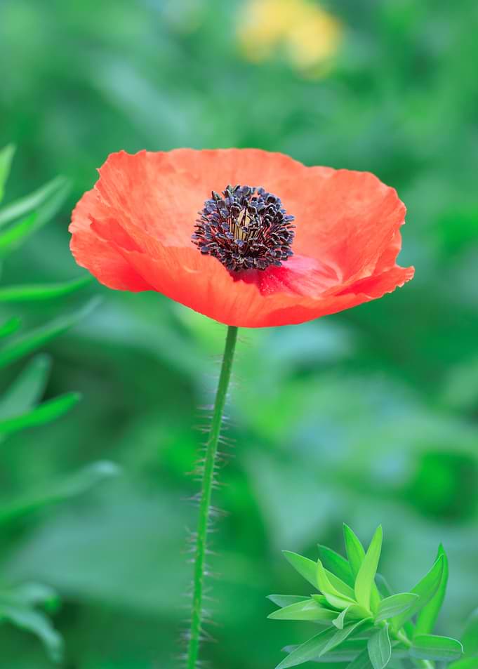 Vibrant Red Poppy Flower