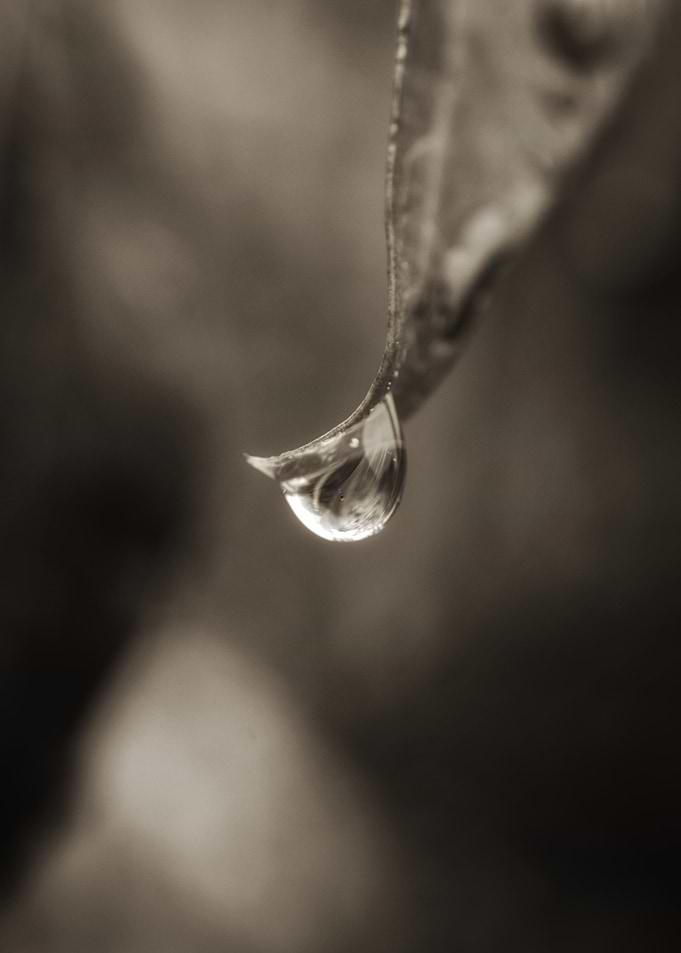 Sepia Toned Water Droplet on Leaf