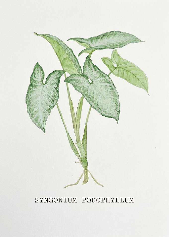 Syngonium Podophyllum Botanical Watercolor Illustration