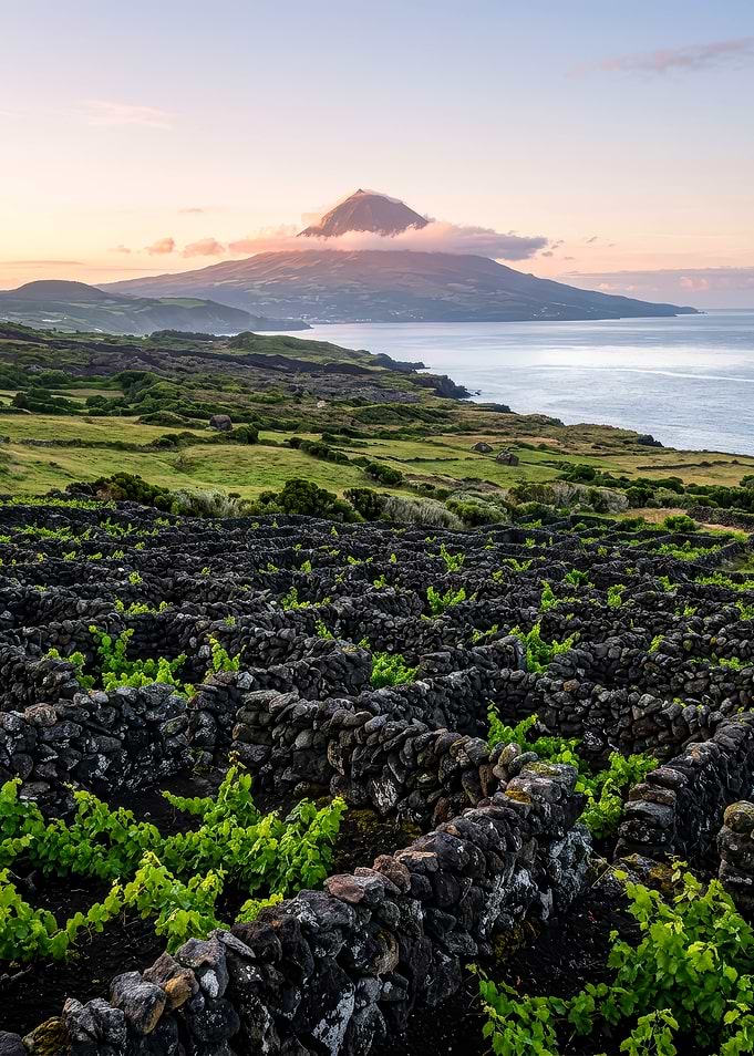 Vineyards at Mount Pico Sunset