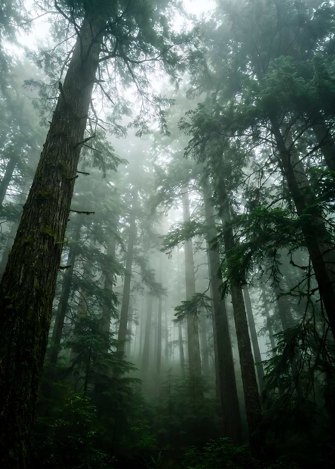 Misty Ancient Redwood Forest