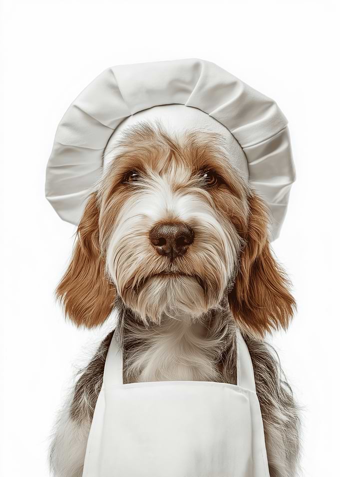 Cute Grand Basset Griffon Vendéen Dog Wearing Chef Hat