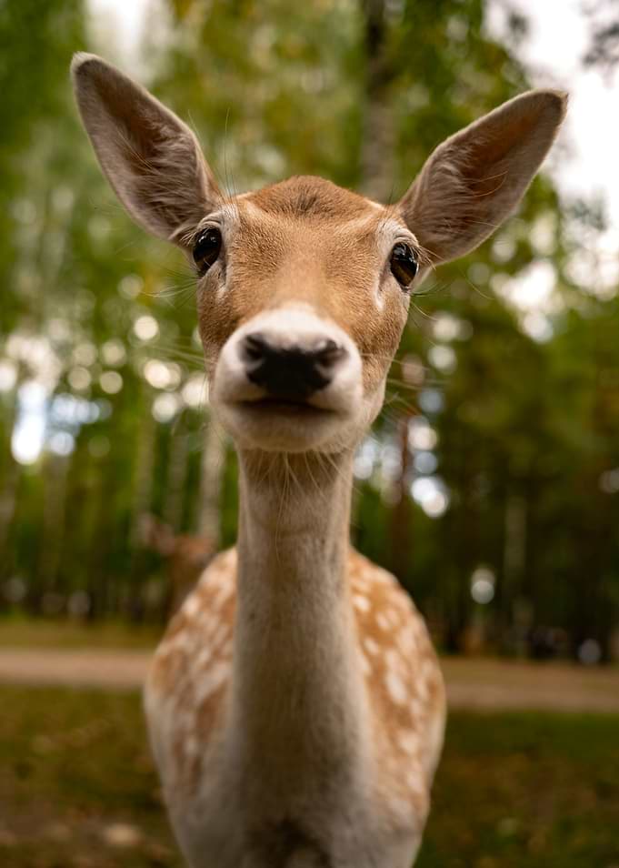 Close-up Portrait of a Fallow Deer